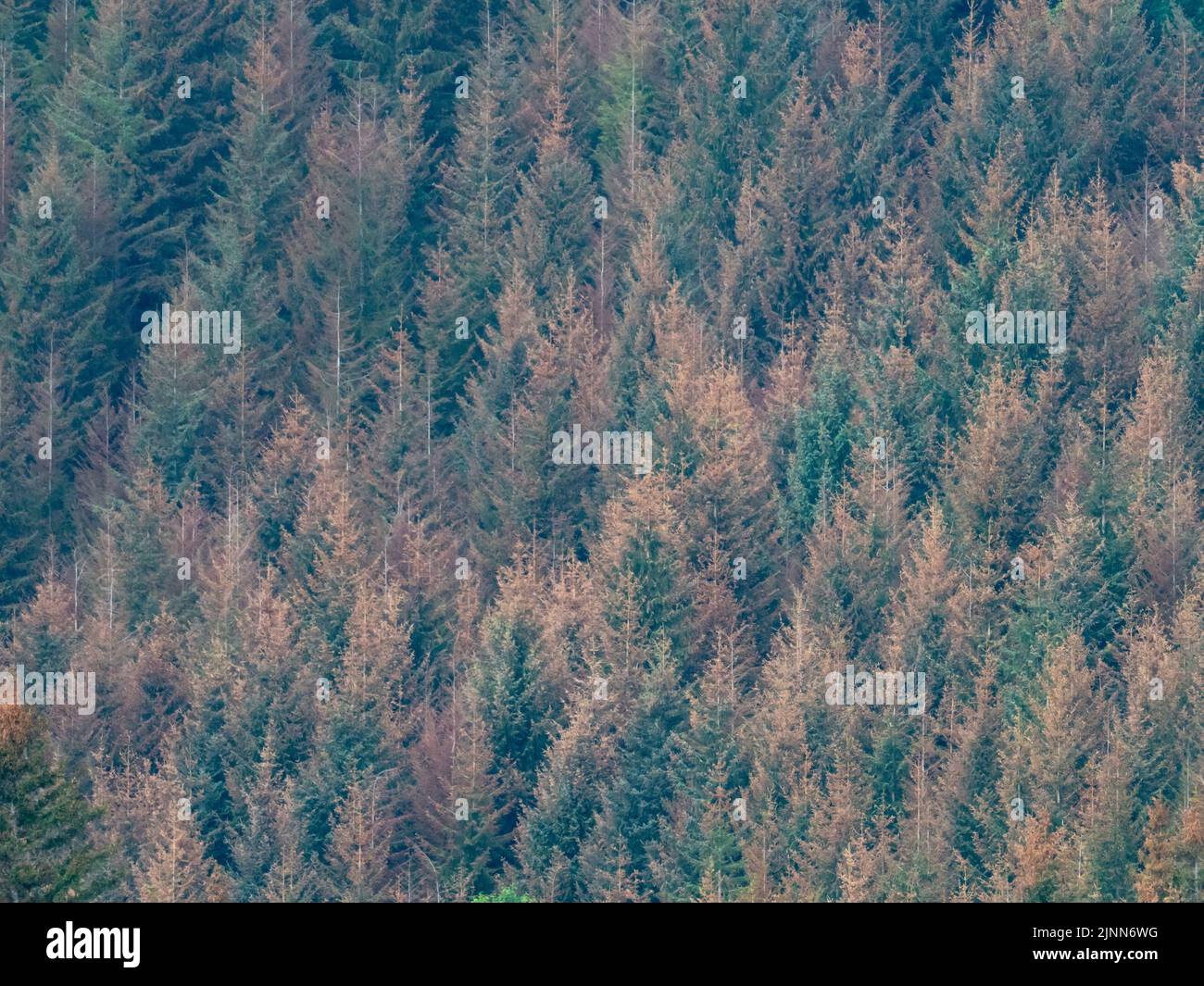 Árboles en el Bosque Nacional Tongass en el sudeste de Alaska afectados por el gusano de cabeza negra occidental, Acleris gloverana, y el cambio climático Foto de stock