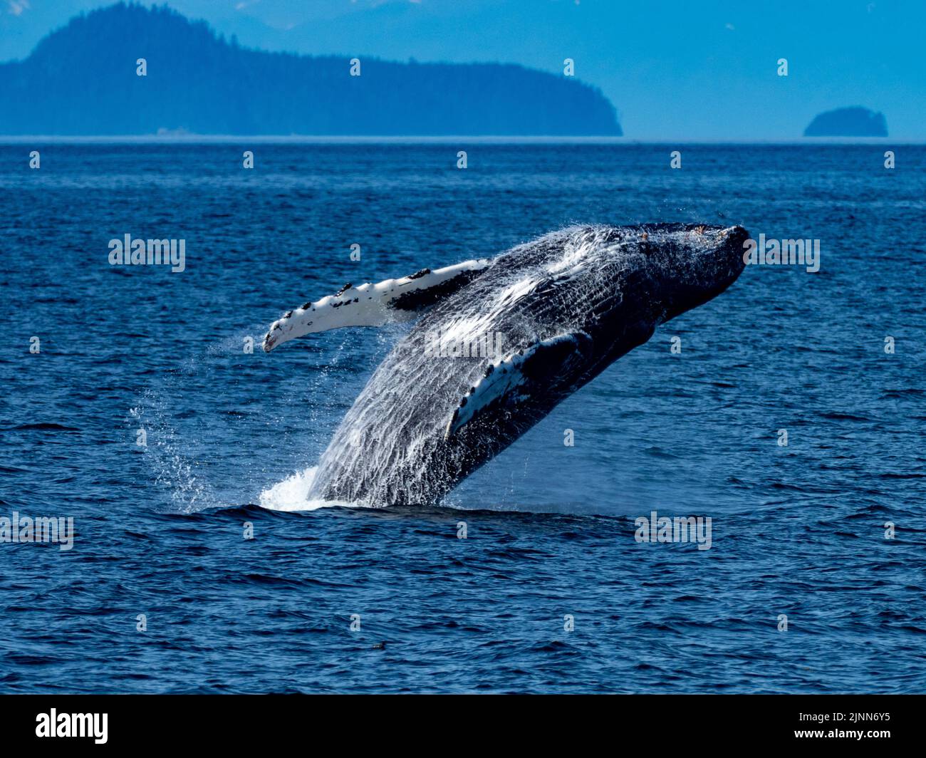 La ballena jorobada, Megaptera novaeangliae, que rompe en las aguas del sudeste de Alaska, EE.UU Foto de stock