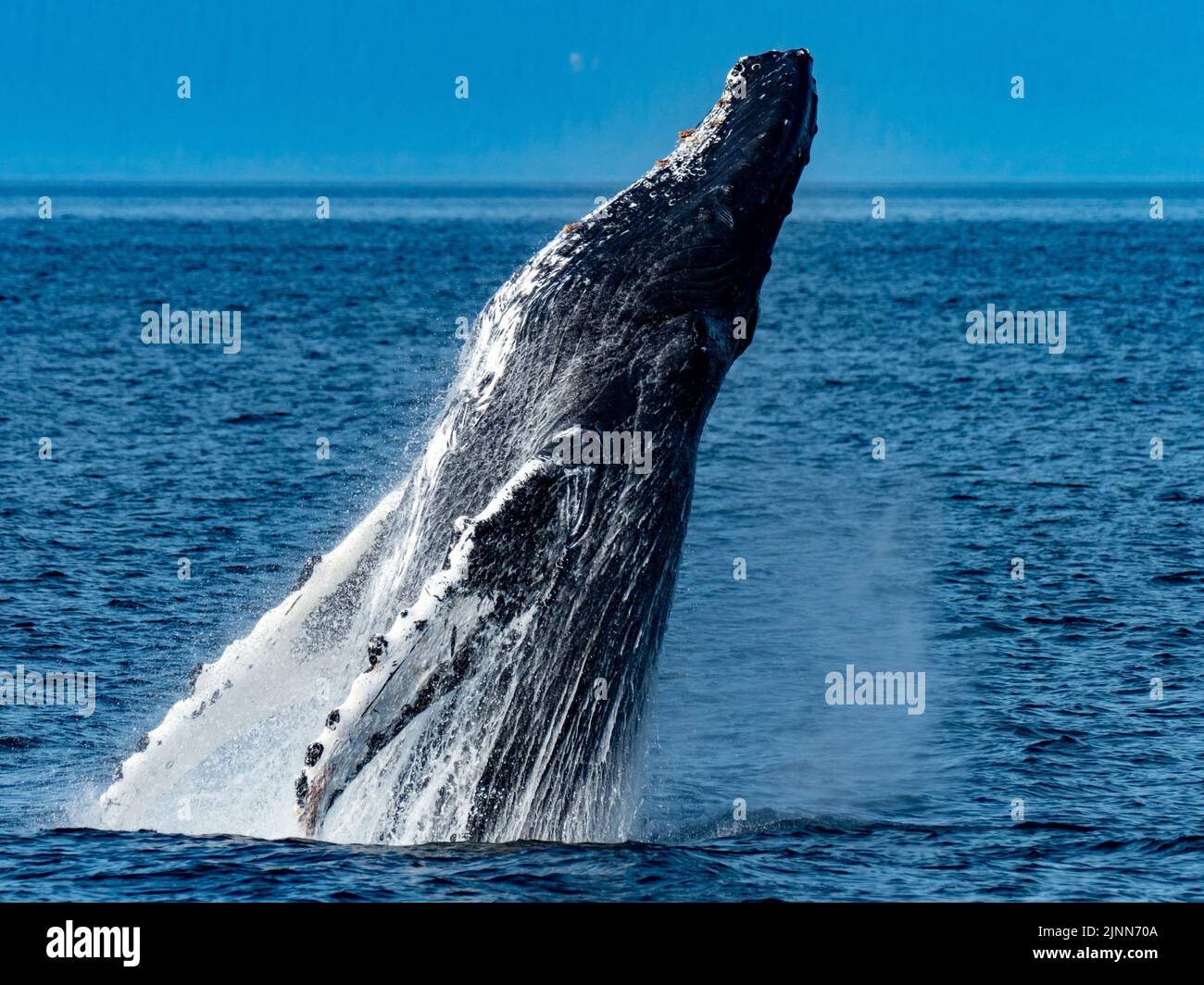 La ballena jorobada, Megaptera novaeangliae, que rompe en las aguas del sudeste de Alaska, EE.UU Foto de stock