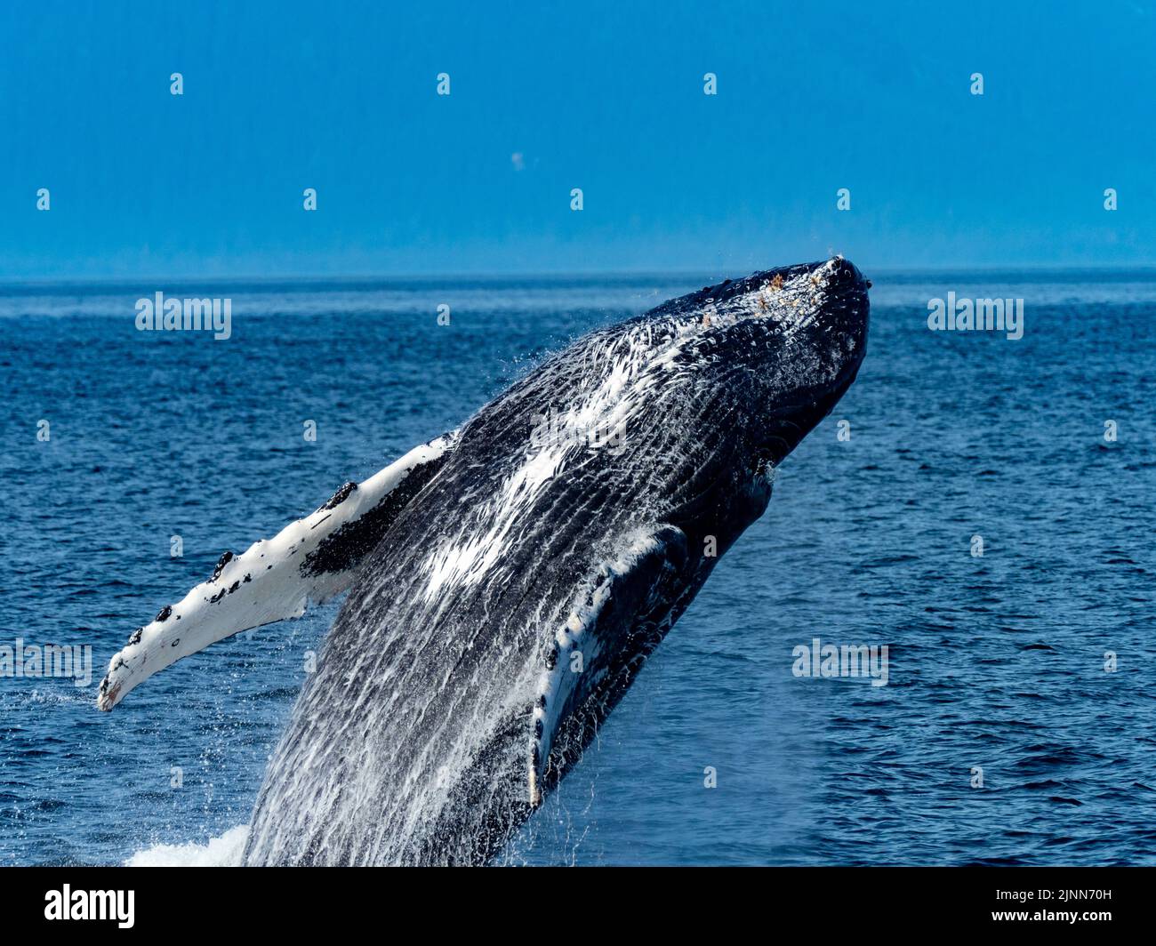 La ballena jorobada, Megaptera novaeangliae, que rompe en las aguas del sudeste de Alaska, EE.UU Foto de stock