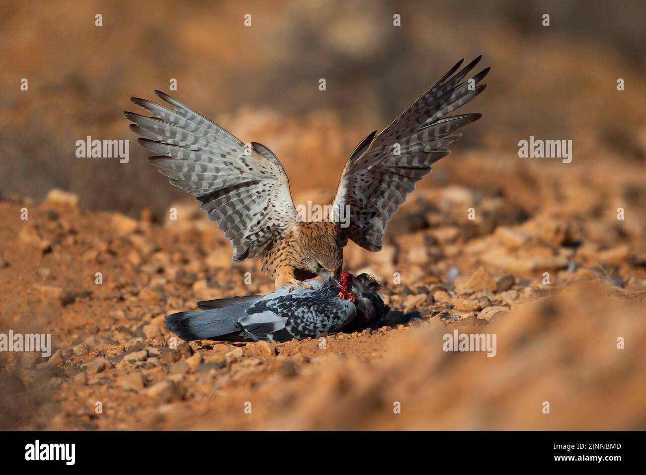 Kestrel (Falco tinnunculus canariensis) alimentándose de paloma urbana muerta, Fuerteventura, España Foto de stock