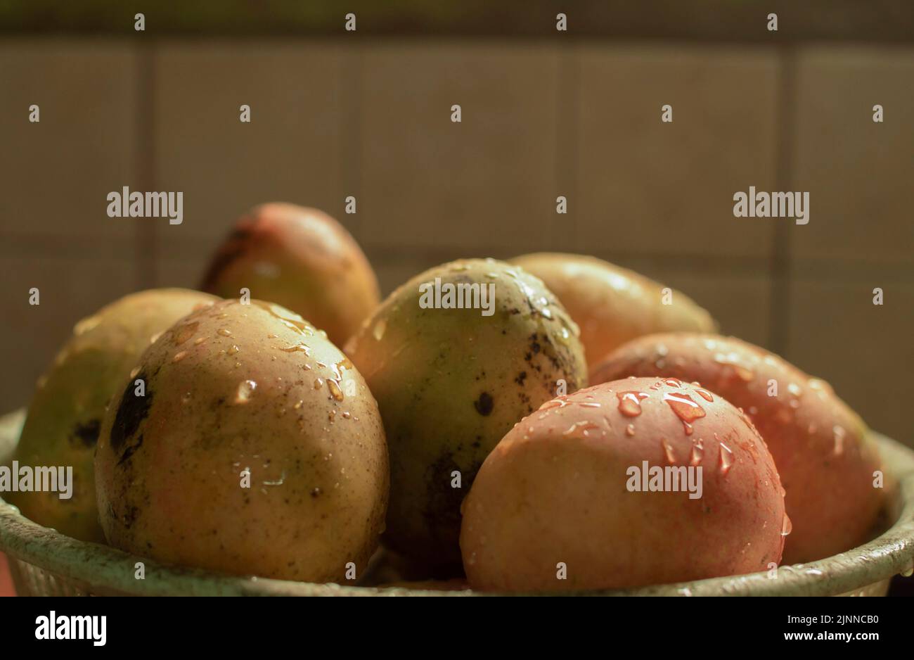 Mangos maduros con gotas de agua en un bol, mangos recién lavados en un bol con espacio para copias, concepto de mangos frescos en una cesta con salpicaduras de agua Foto de stock