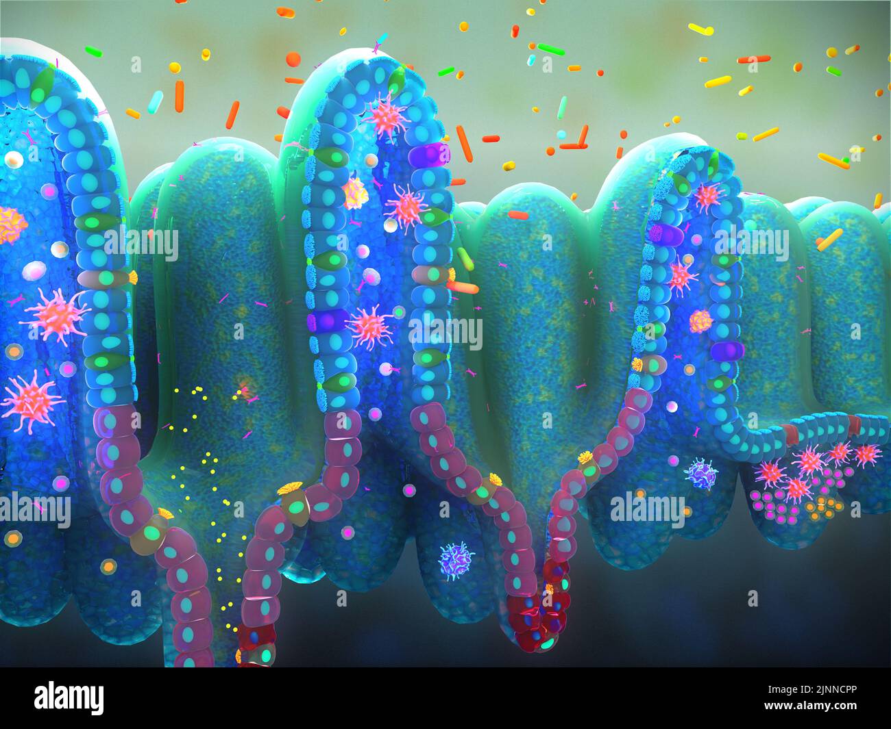 Ilustración de la estructura del epitelio del intestino delgado. Foto de stock