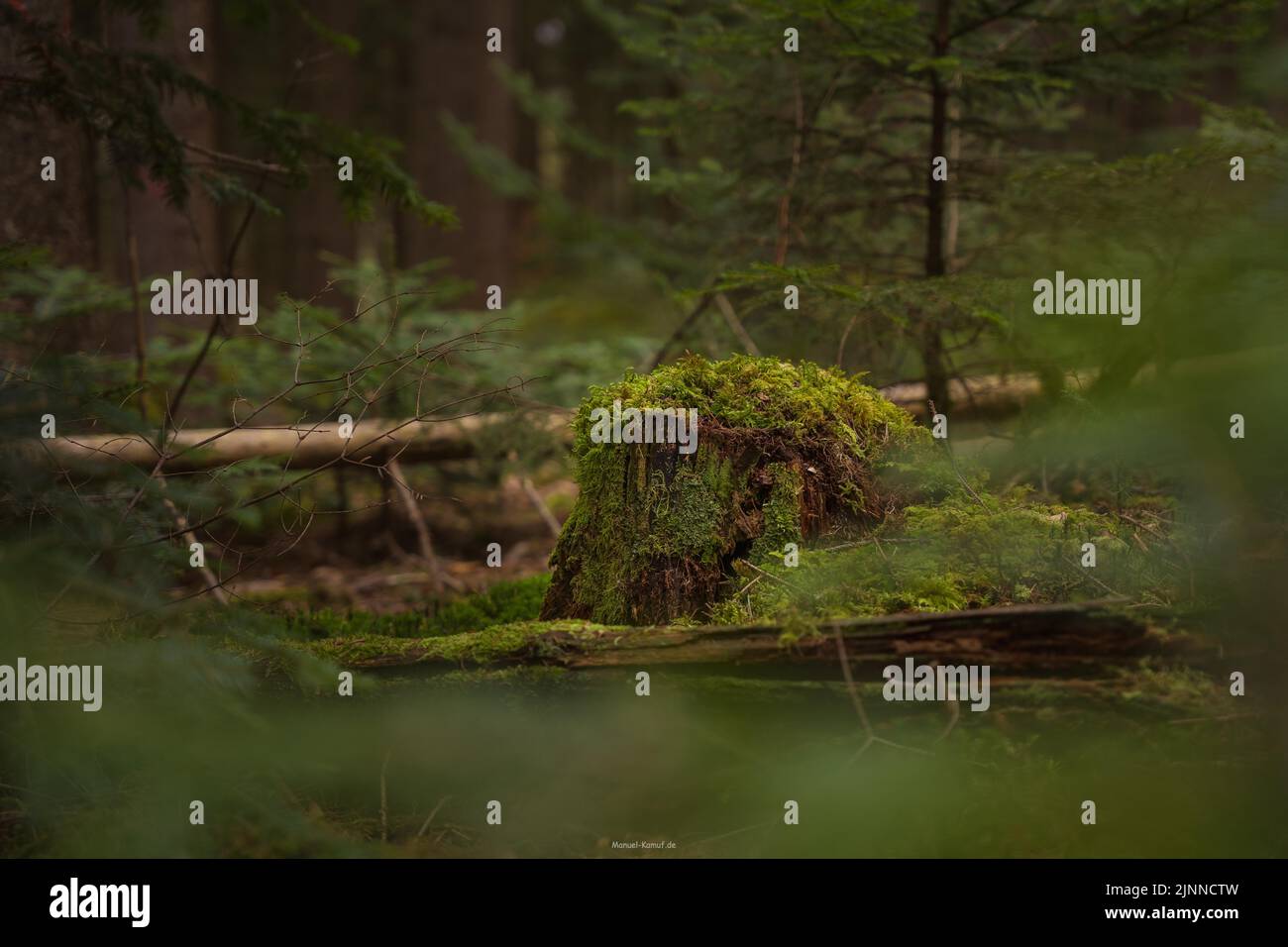 Muñón de árboles musgosos en la Selva Negra, Unterhaugstett, Alemania Foto de stock