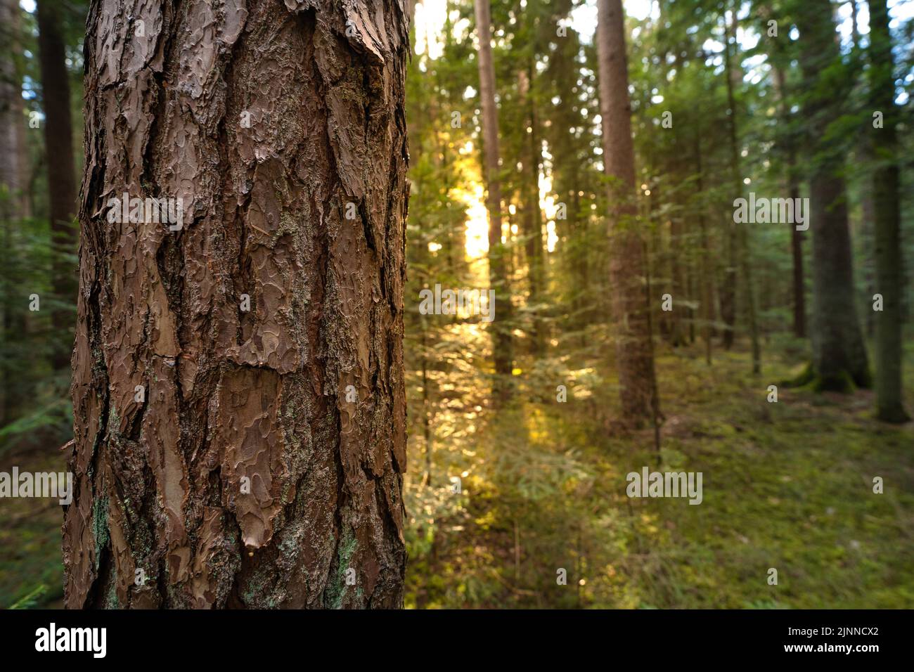 Corteza de árbol en foco en la Selva Negra, Unterhaugstett, Alemania Foto de stock