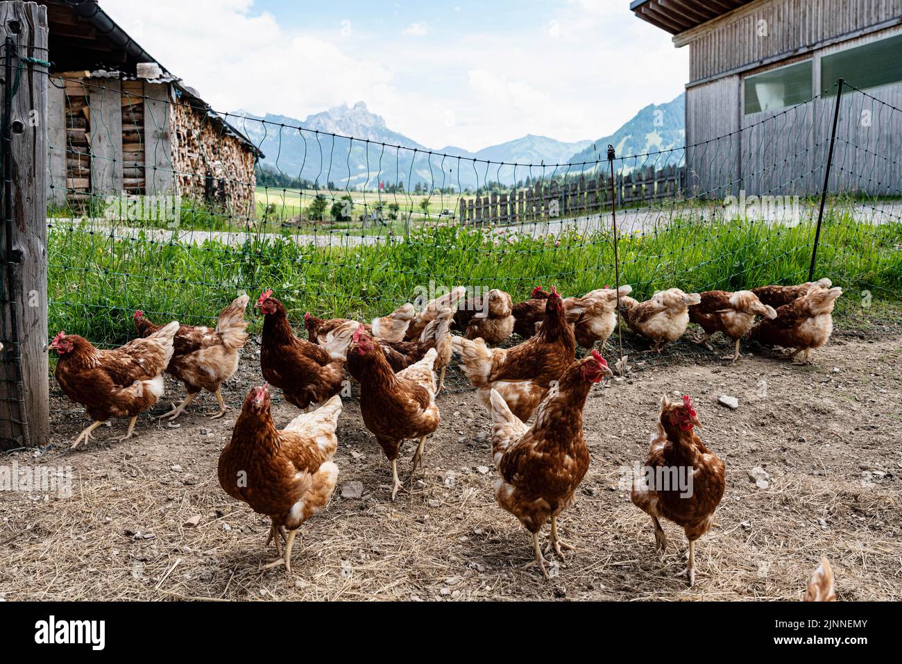 Pollos, pollos de campo libre, granja de pollo, Zoeblen, Tannheimer Tal, Tirol, Austria Foto de stock