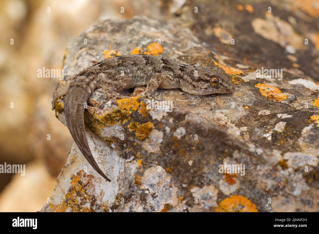 Gecko canario oriental (Tarentola angustimentalis), Fuerteventura, España Foto de stock