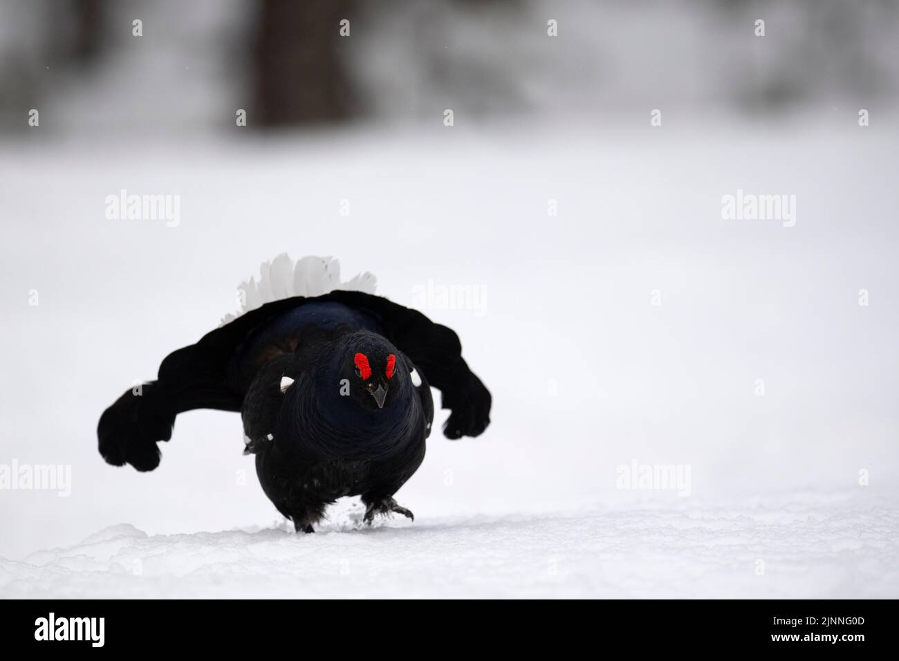 Black Grouse, Black Grouse, cortejo, Parque Nacional Hamra, Dalarna, Suecia Foto de stock