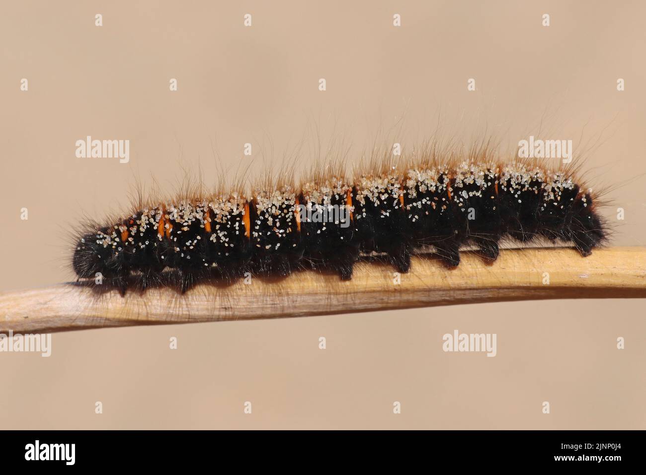 Instar temprano Fox Moth Macrothylacia rubi caterpillar Foto de stock