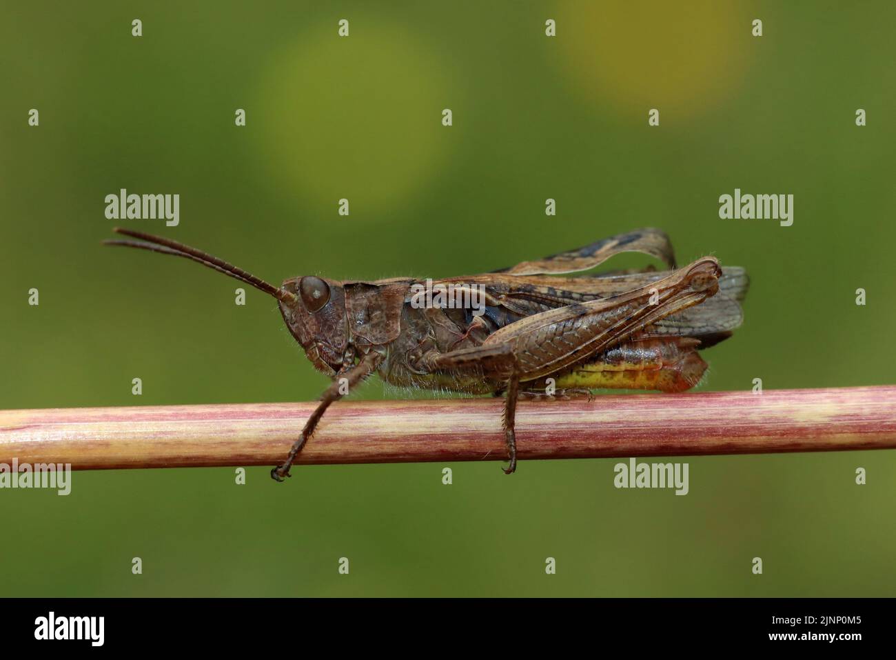 Campo Chorthippus brunneus Grasshopper Foto de stock