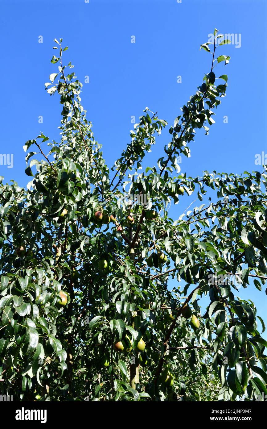 Árbol de Peral (pyrus communis) en verano Bien Frutado Hook Norton Oxfordshire Inglaterra reino unido Foto de stock