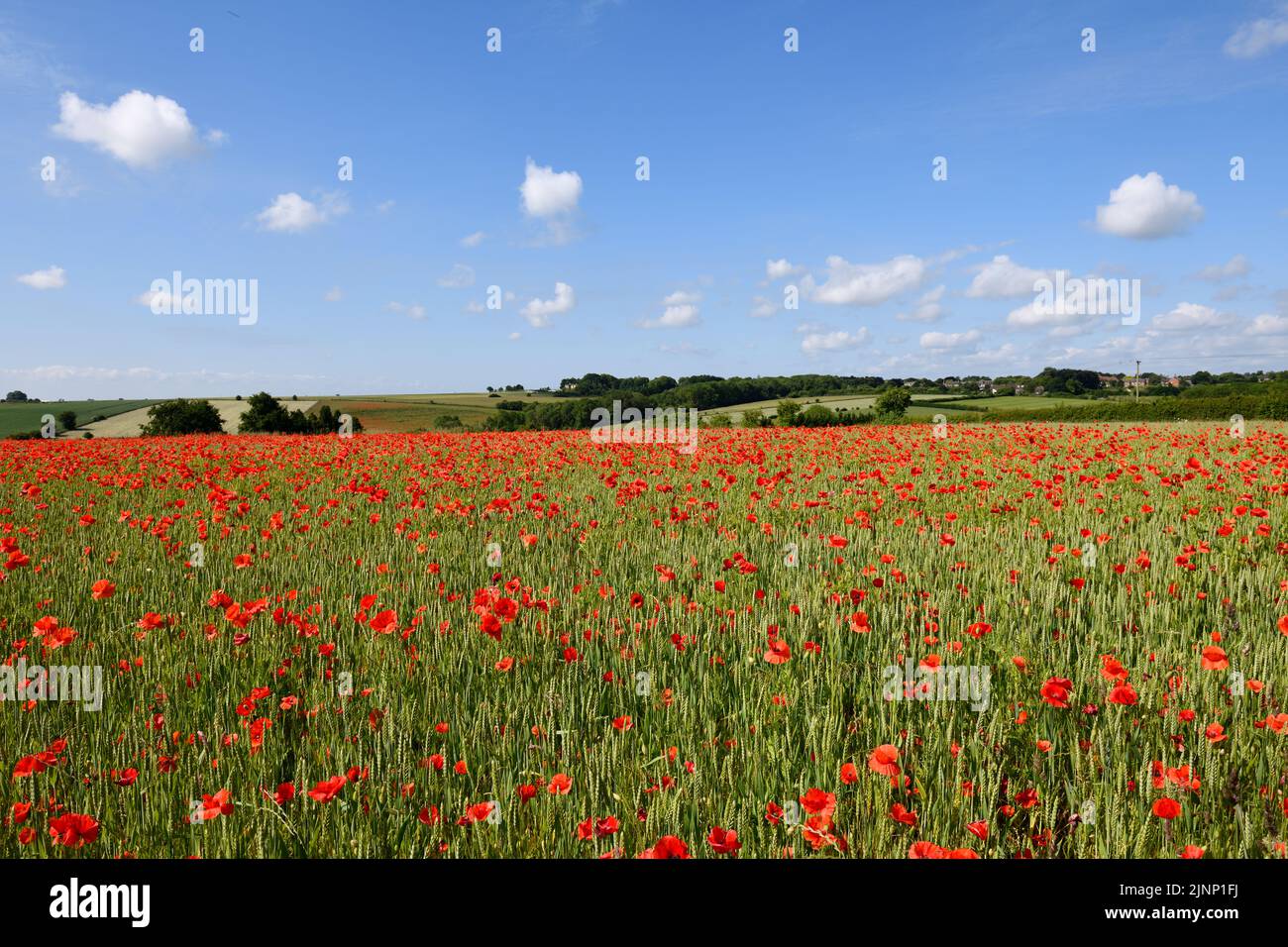 Red Poppy Field (Papaver) en el verano Gloucestershire, Inglaterra, reino unido Foto de stock