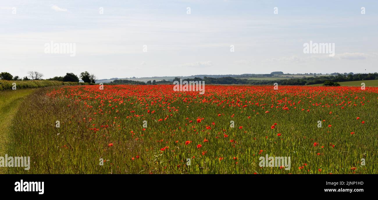 Red Poppy Field (Papaver) en el verano Gloucestershire, Inglaterra, reino unido Foto de stock