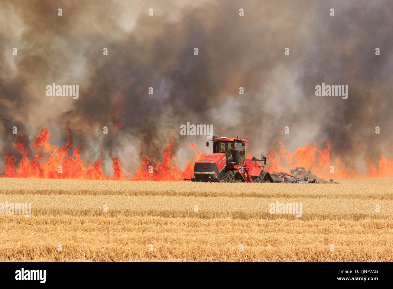7-8-2022 Los bomberos y los agricultores se enfrentan a un incendio masivo en una cosecha de trigo en pie cerca del pueblo de Ridlington, Rutland ©Tim Scrivener Photographer 07850 303986 ....Cubriendo la agricultura en el Reino Unido.... Foto de stock