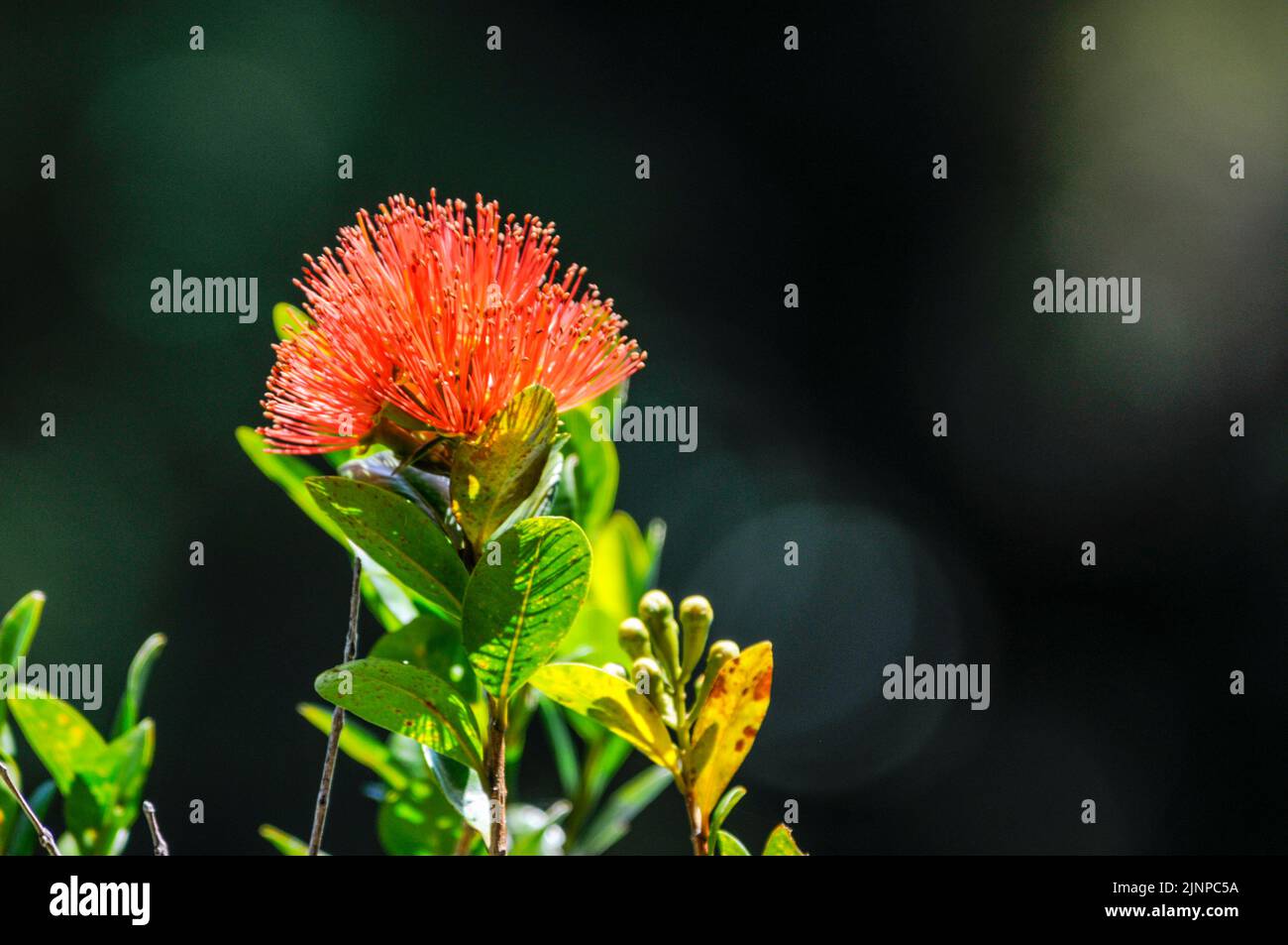 El color vivo de una flor carmesí es el rātā meridional (Metrosideros umbellata). Se conoce con cariño como una flor de Navidad y es una parte establecida Foto de stock