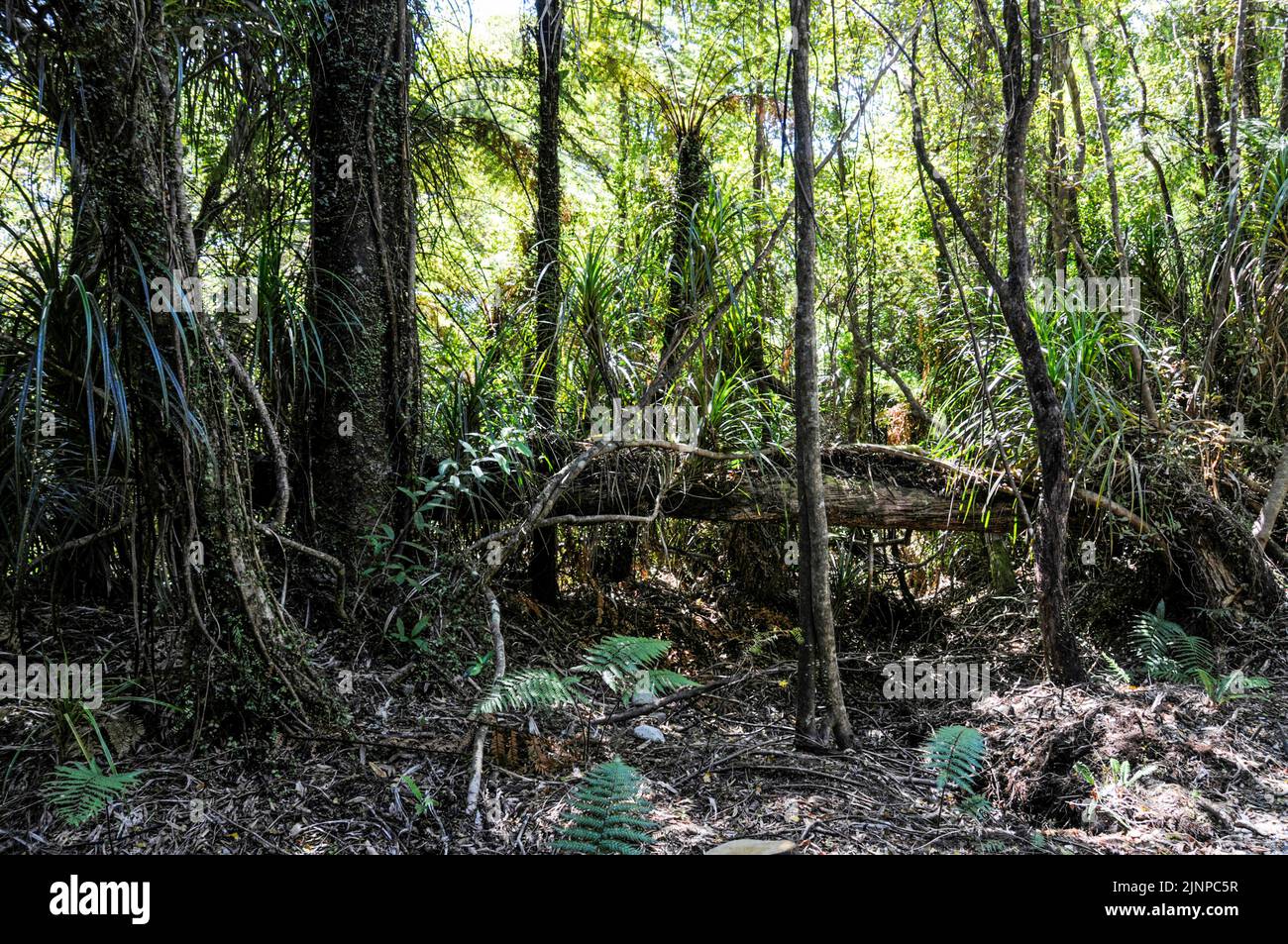 En la selva tropical en la garganta Hokitika en la costa oeste de la Isla Sur en Nueva Zelanda Foto de stock