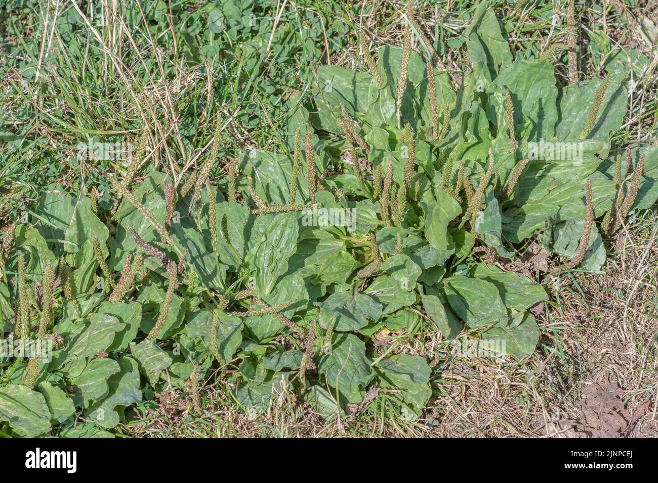 Hojas / follaje de plátano mayor / Plantago mayor al lado de un campo