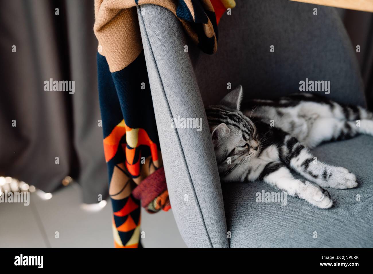 Gato gris tumbado en silla con manta en casa Foto de stock