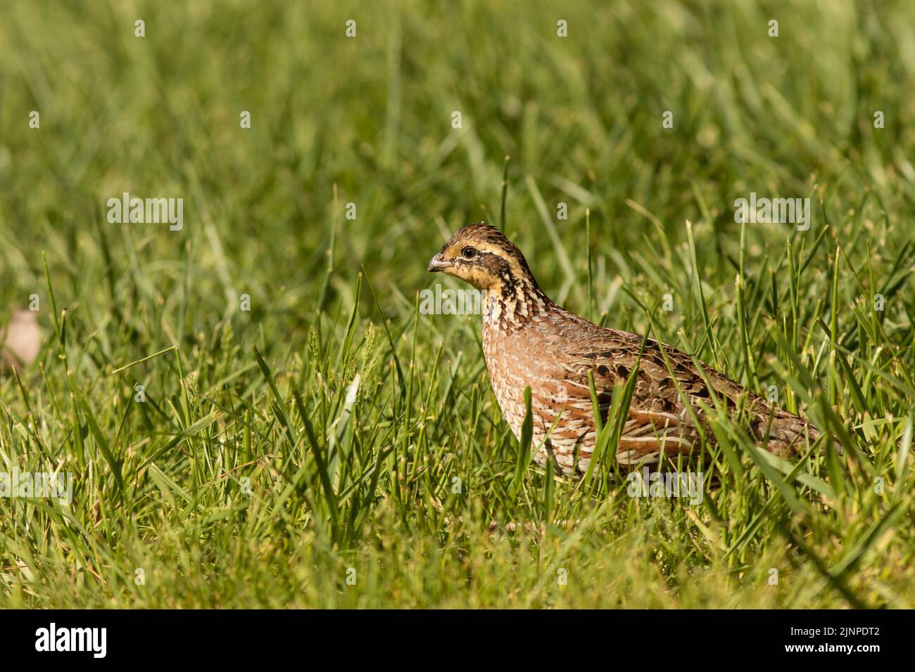 Codorniz Bobwhite (Colinus virginianus) caminando en hierba Foto de stock