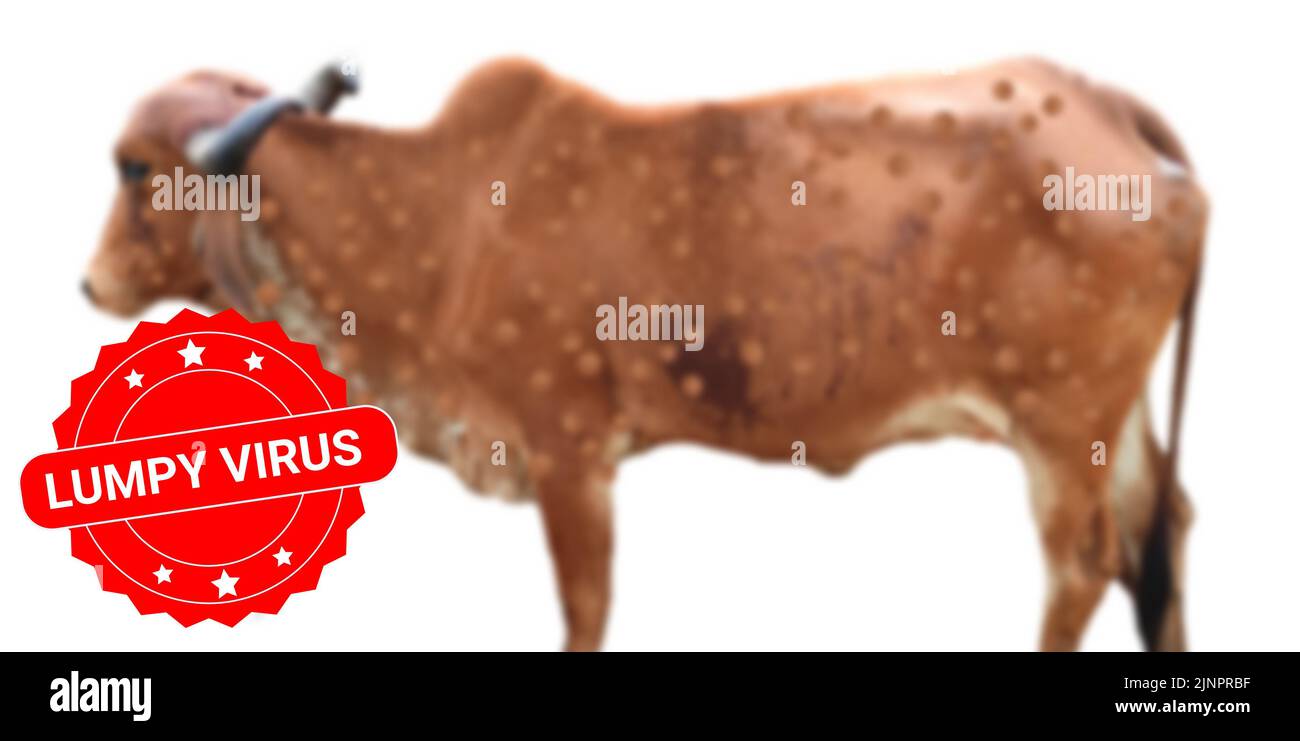 Etiqueta de virus abultada en la foto de la vaca infectada. Concepto para la propagación de nuevas enfermedades animales en el mundo. Foto de stock