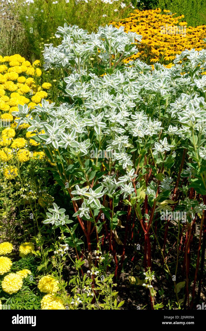 Euphorbia marginata 'Kilimanjaro', lecho de flores, tagetes, blanco anaranjado amarillo, lecho de flores, Marigolds Rudbeckia Foto de stock