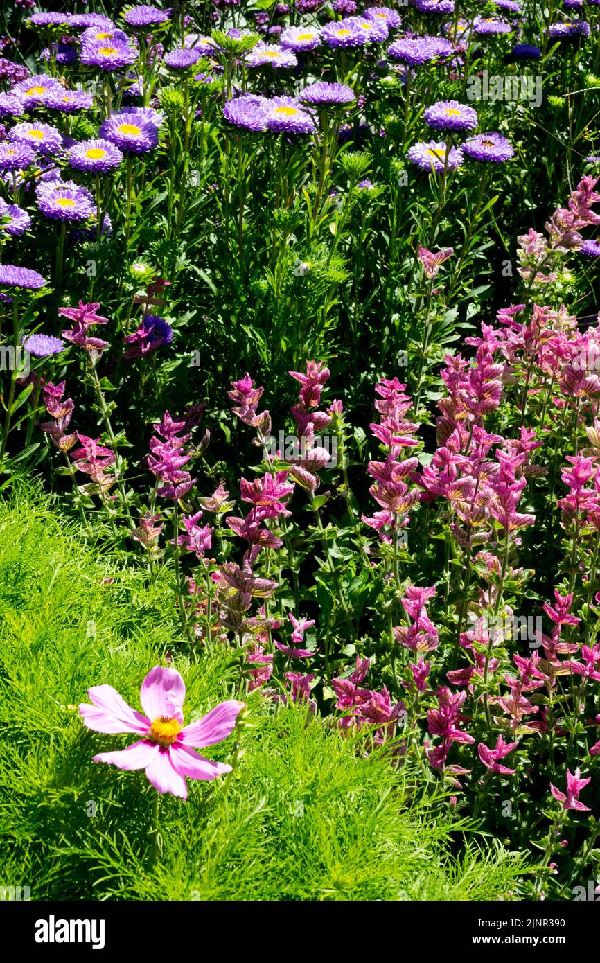 China Aster Callistephus chinensis Salvia viridis Pink Sunday Cosmos bipinnatus Mezcla de flores de jardín Plantas florecientes de lecho de flores mixto Planta anual Foto de stock