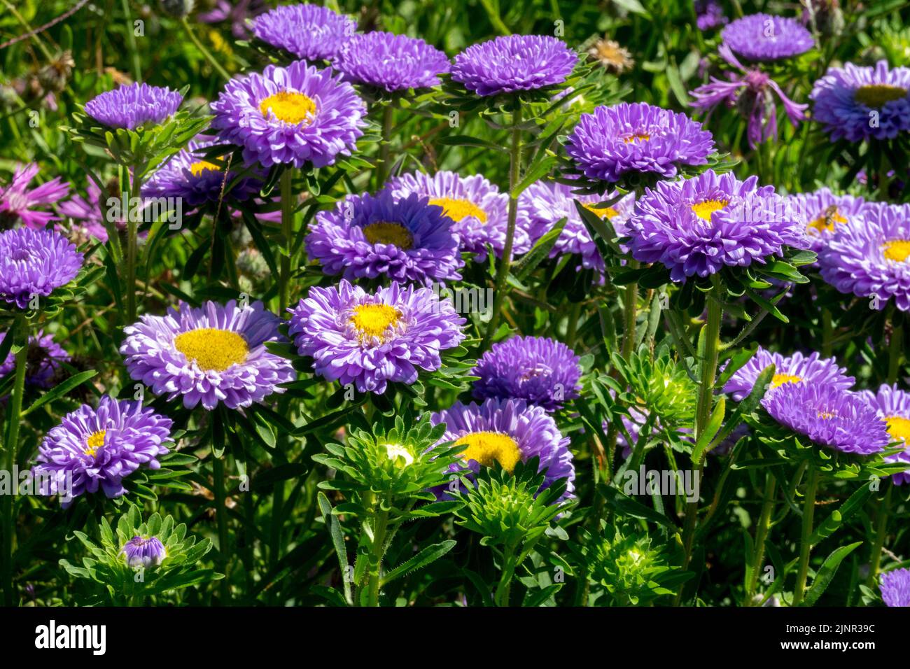 Flores adecuadas para cortar China Aster, Azul, Callistephus chinensis, Anual, lecho de flores, Jardín, Aster Chino Foto de stock