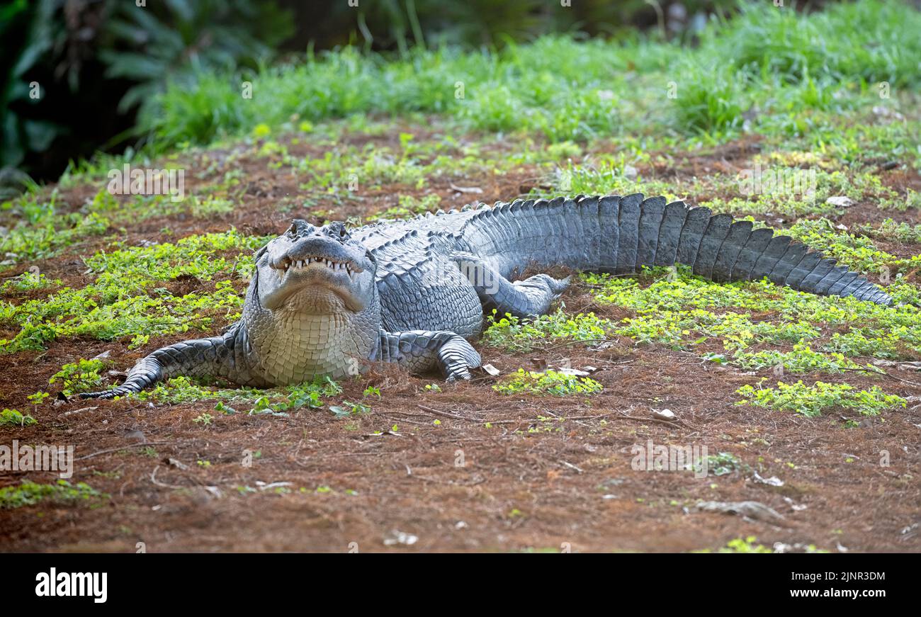 Caimán americano (A. missippiensis). Wakodahatchee Wetlands, Condado de Palm Beach, Florida. Foto de stock