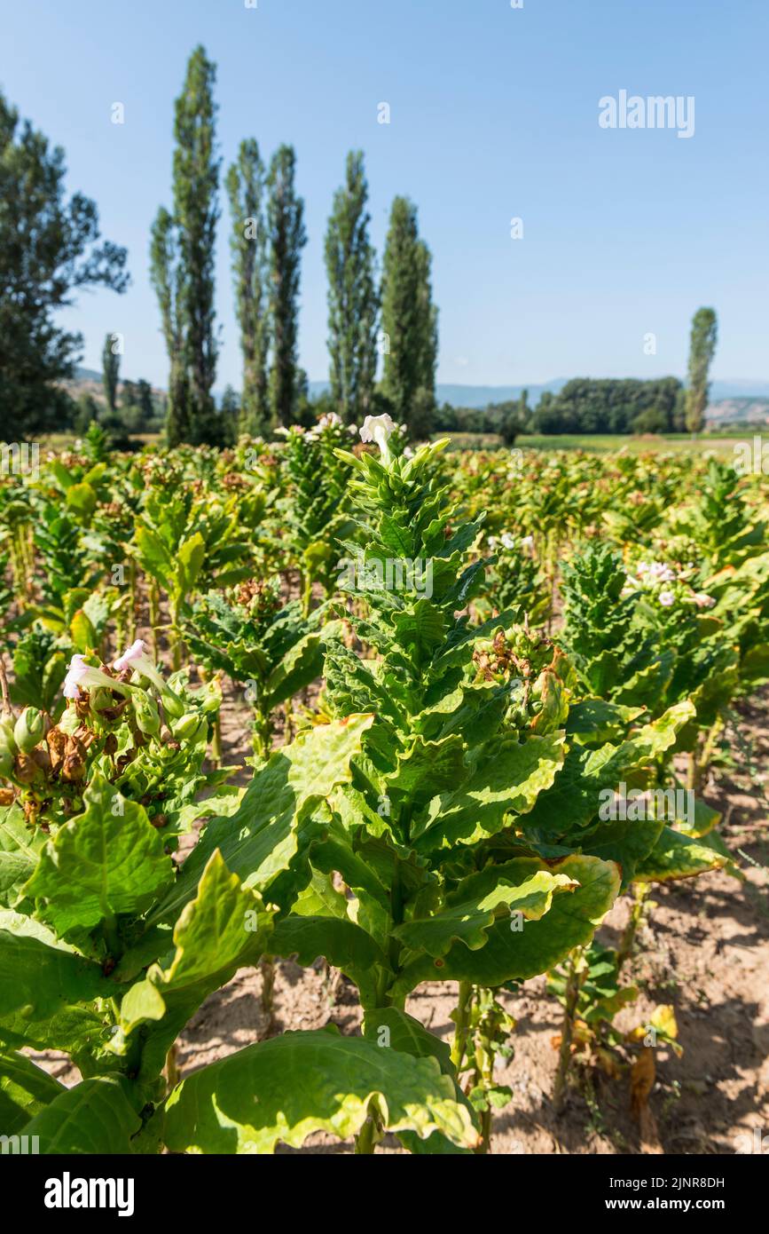 Campos de tabaco en el municipio de Dolneni, Macedonia del Norte. Foto de stock