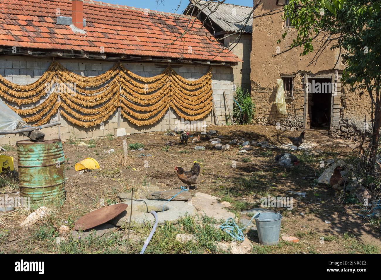 Secado de las cuerdas de tabaco sale en un granero en el pueblo Kostinci. Municipio de Dolneni, Macedonia del Norte. Foto de stock