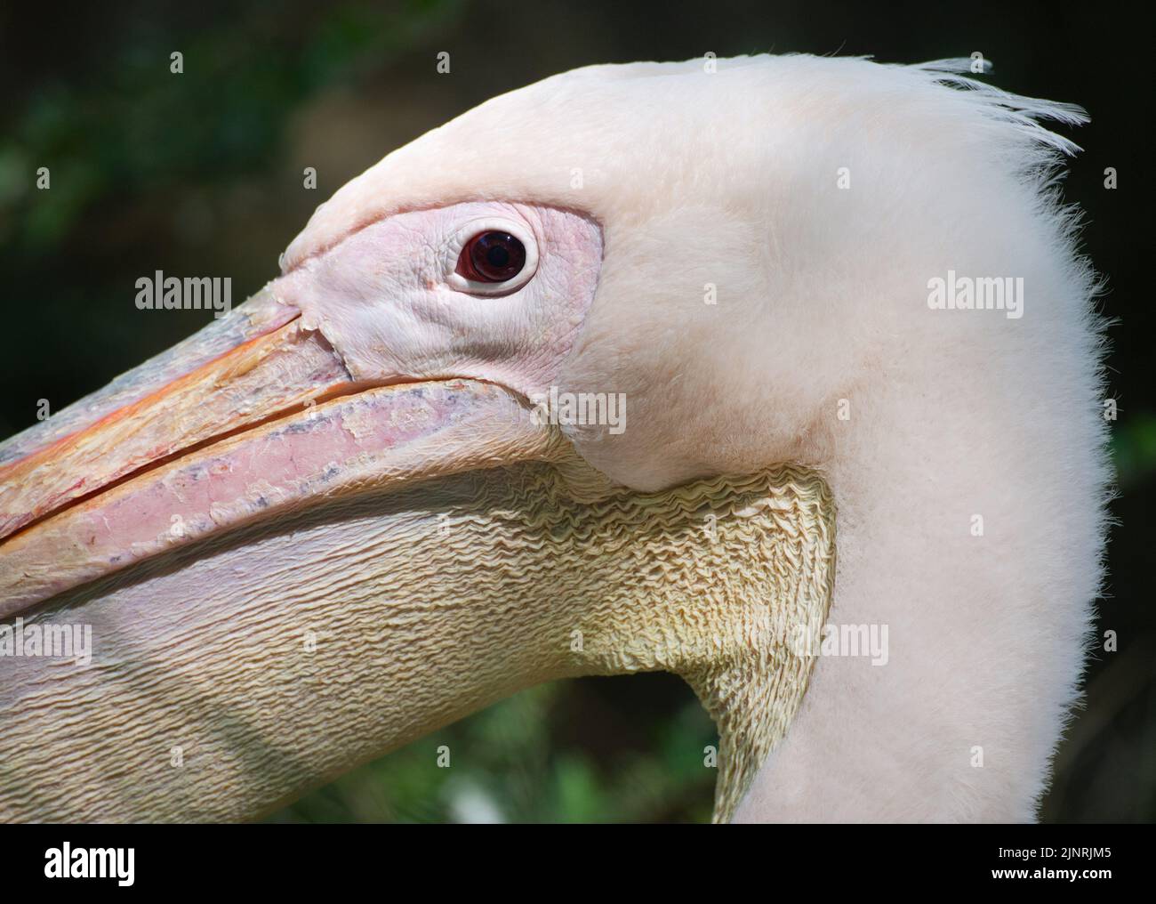 Gran Pelican Blanco, Pelecanus onocrotalus, mostrando los detalles de la cabeza. Especie también conocida como Pelican Blanco del Este, Pelican Rosy o Pelican Blanco. Foto de stock