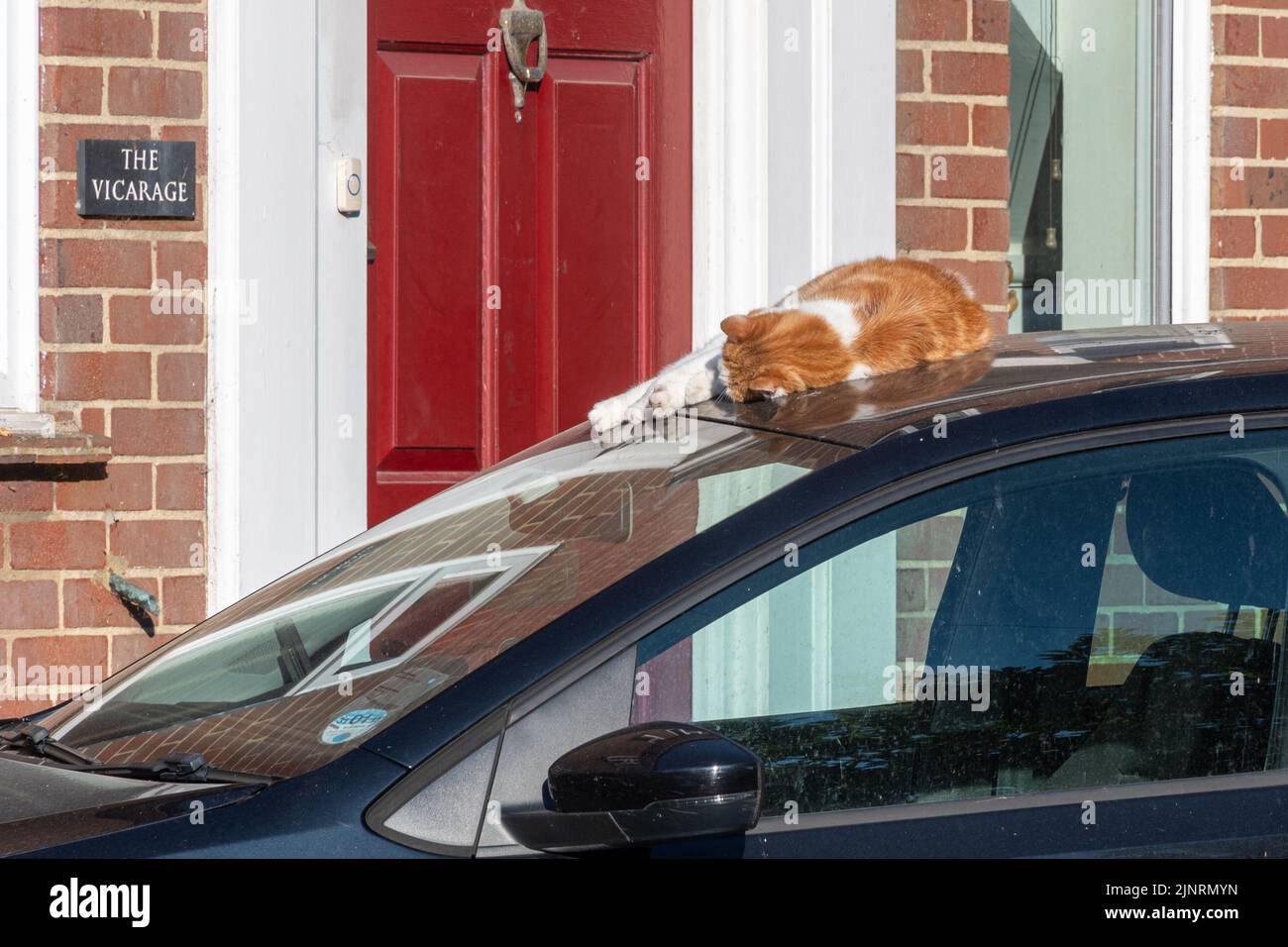 Gato durmiendo en el techo de un coche, jengibre y gato blanco durmiendo en el cálido sol Foto de stock