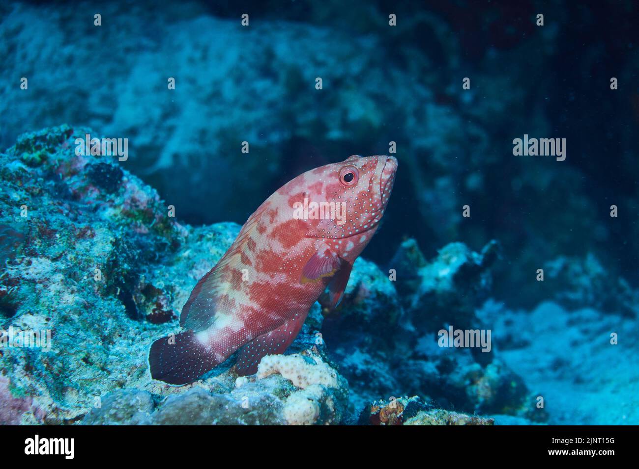 Joya Perca descansando en Coral Reef Foto de stock