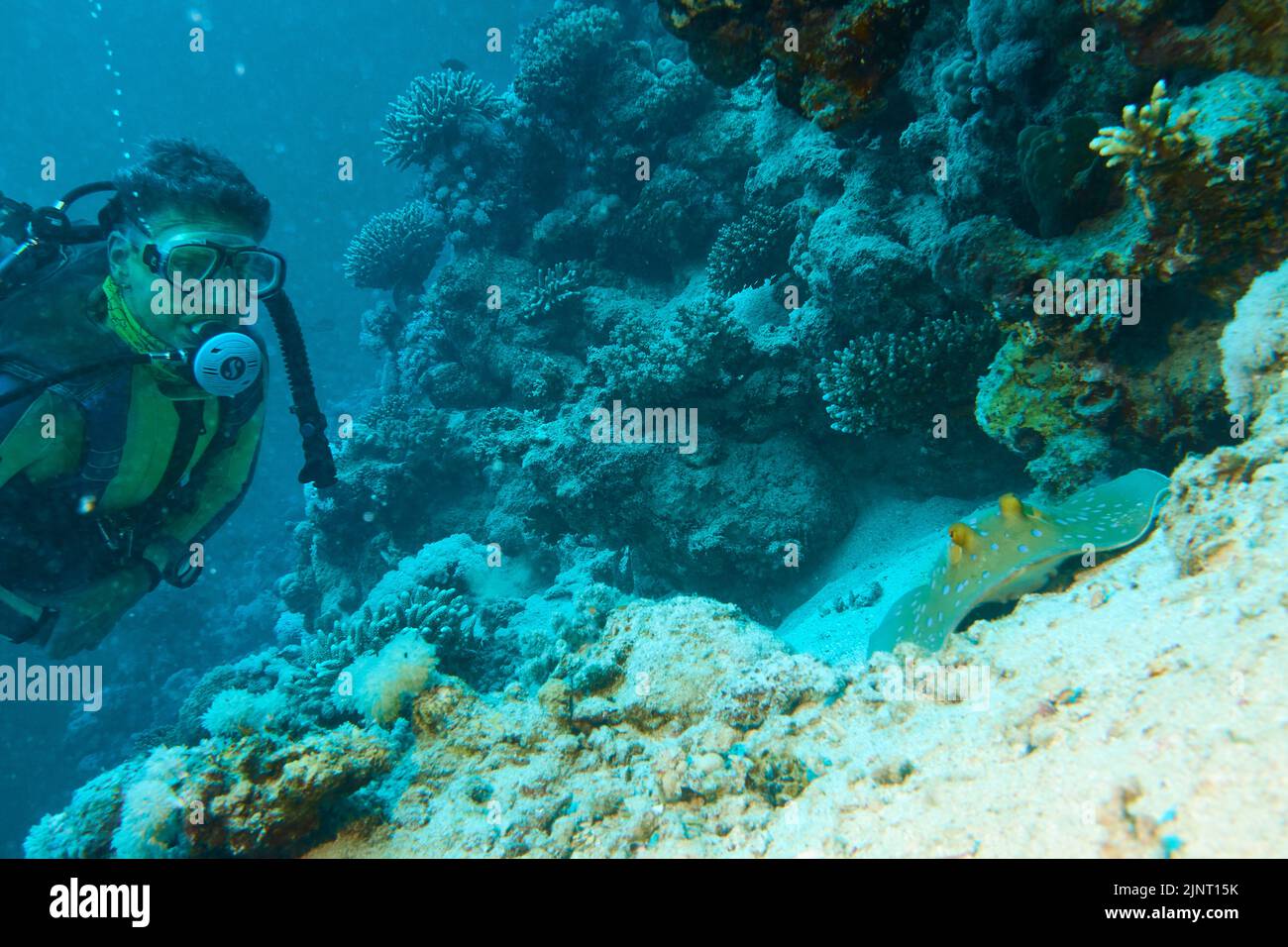Buceador observando la raya azul en el arrecife de coral Foto de stock