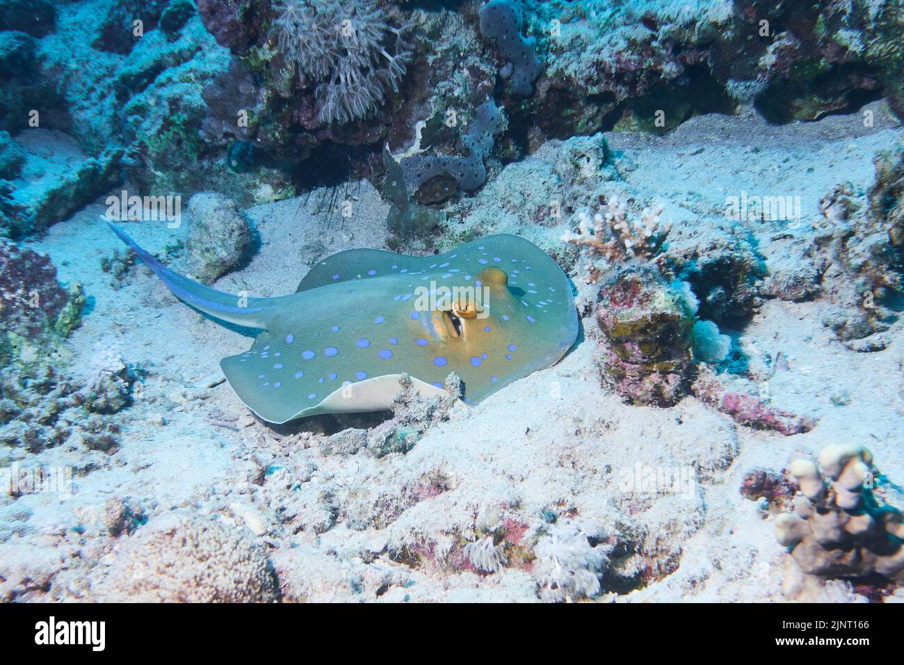 Raya azul de topos descansando sobre el fondo de arena en Coral Reef Foto de stock
