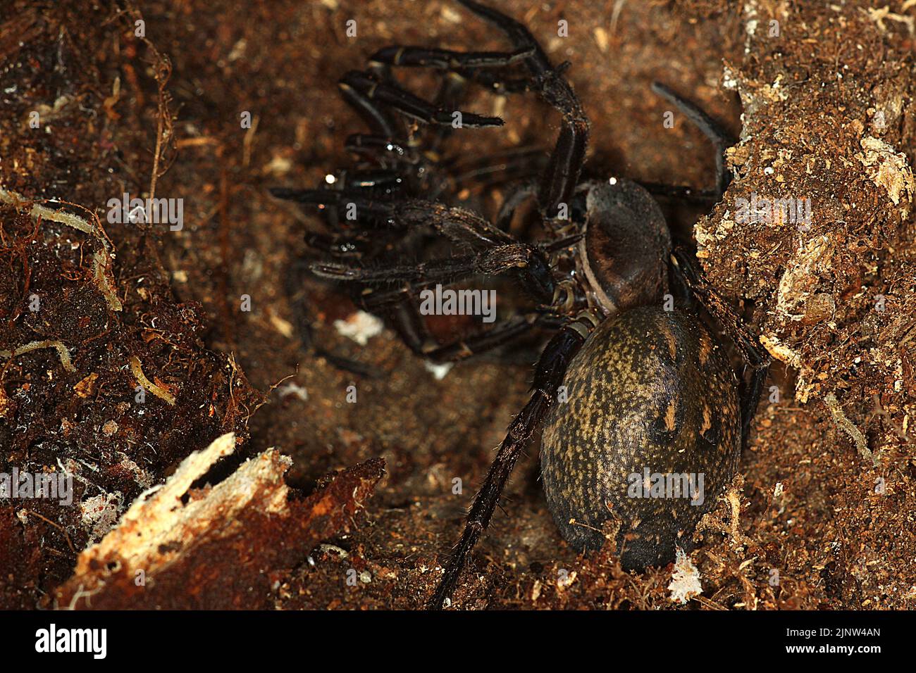 Par de arañas vagantes (Uliodon albopunctatus) Foto de stock