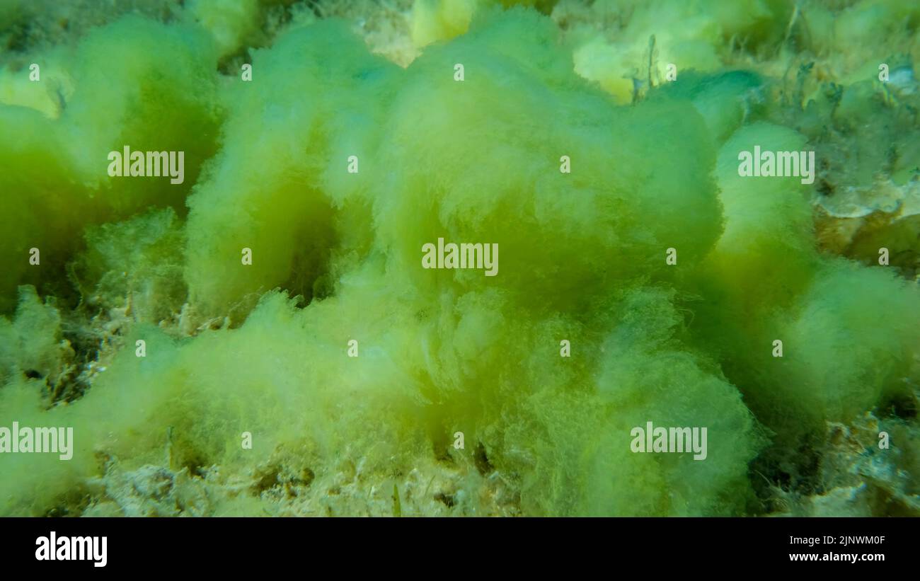Algas filamentosas fotografías e imágenes de alta resolución - Alamy