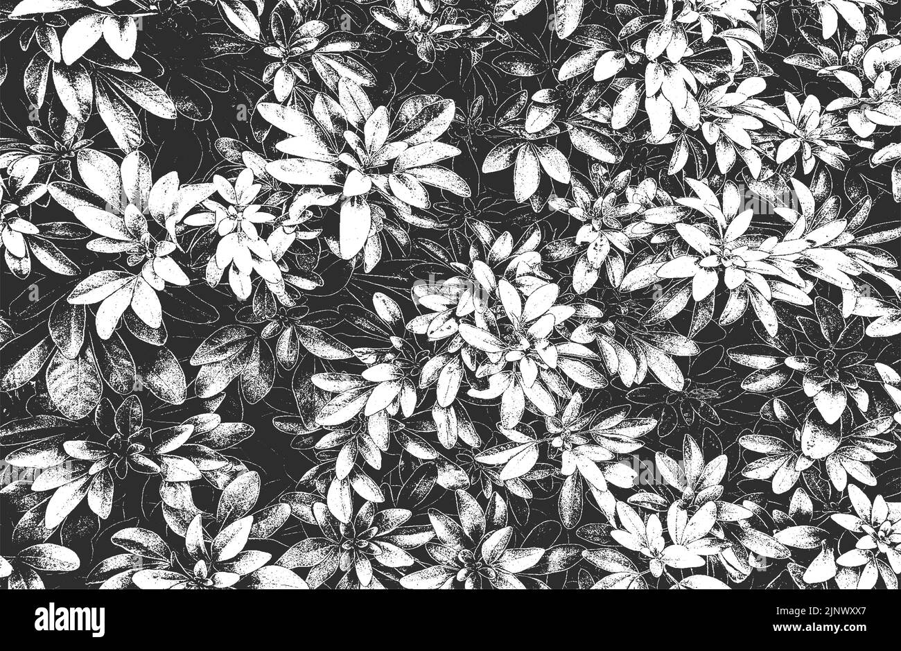 Revestimiento envejecido hoja de madera macro textura con rayas. Fondo blanco y negro grunge. Ilustración vectorial de semitonos abstracta Ilustración del Vector