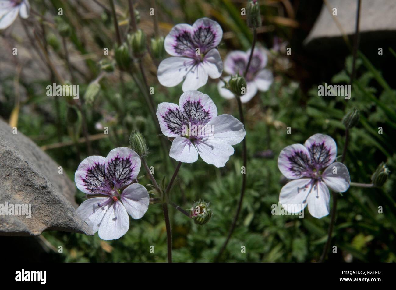 Primer plano del pico de garza de ojos negros, también llamado pico de la cigüeña pirenaica, pequeñas flores blancas y violetas Foto de stock