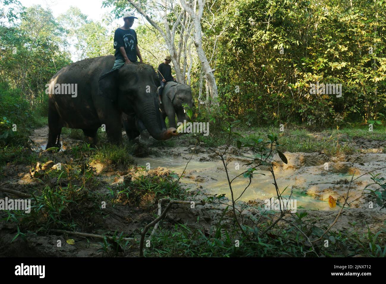 Sumatera Lampung Indonesia 12th De Ago De 2022 Mahout Manipulador