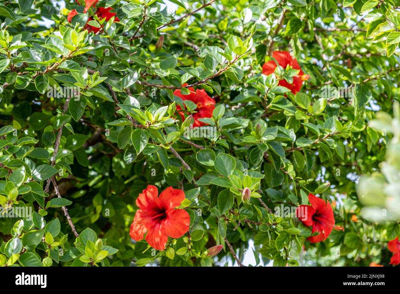 Hibisco rojo rosa sinensis, chino, hawaiano, chino, malva de rosa, shoebrinplant planta floreciente. Un arbusto perenne ornamental o pequeño tre Foto de stock