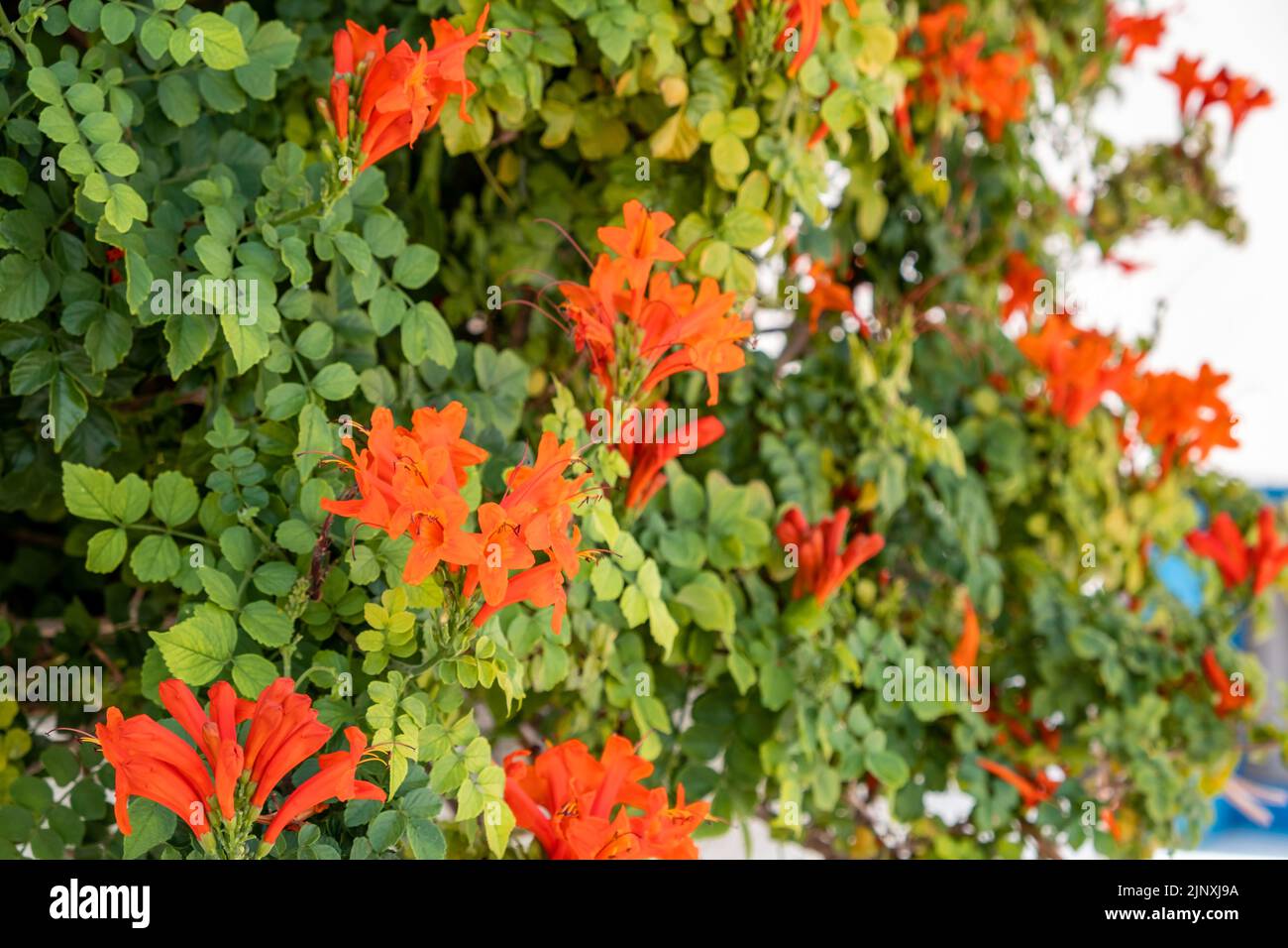 Tecoma capensis o Cape Honeysuckle Planta de floración con flor roja anaranjada brillante. Arbusto tropical encerado con follaje exuberante. Desenfoque de fondo Foto de stock