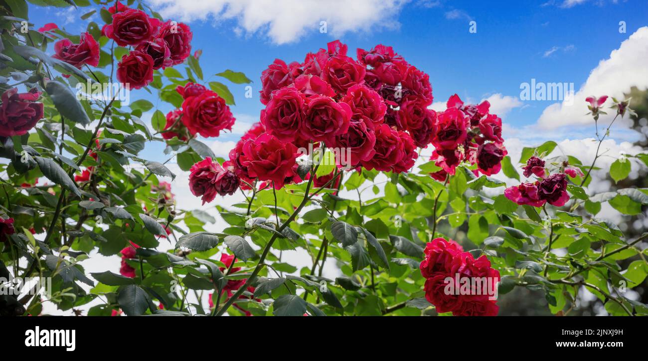 Rosa elegante roja, flor símbolo del amor, ramos brillantes ornamentales en jardín. Planta floreciente con follaje exuberante. Bajo la vista, cielo nublado backgro Foto de stock