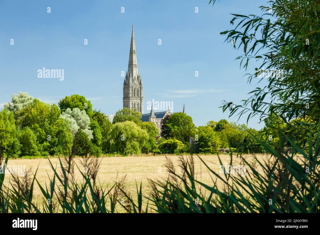 Tarde de verano en la Catedral de Salisbury, Wiltshire, Inglaterra. Foto de stock