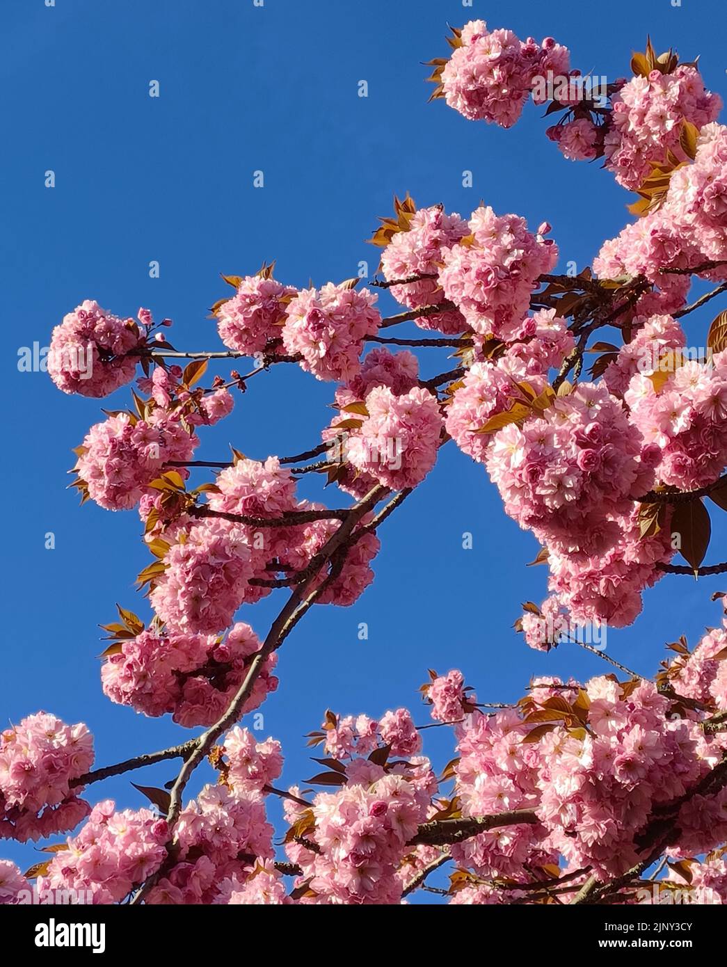 Rama de los cerezos en flor contra el cielo azul . Foto de stock