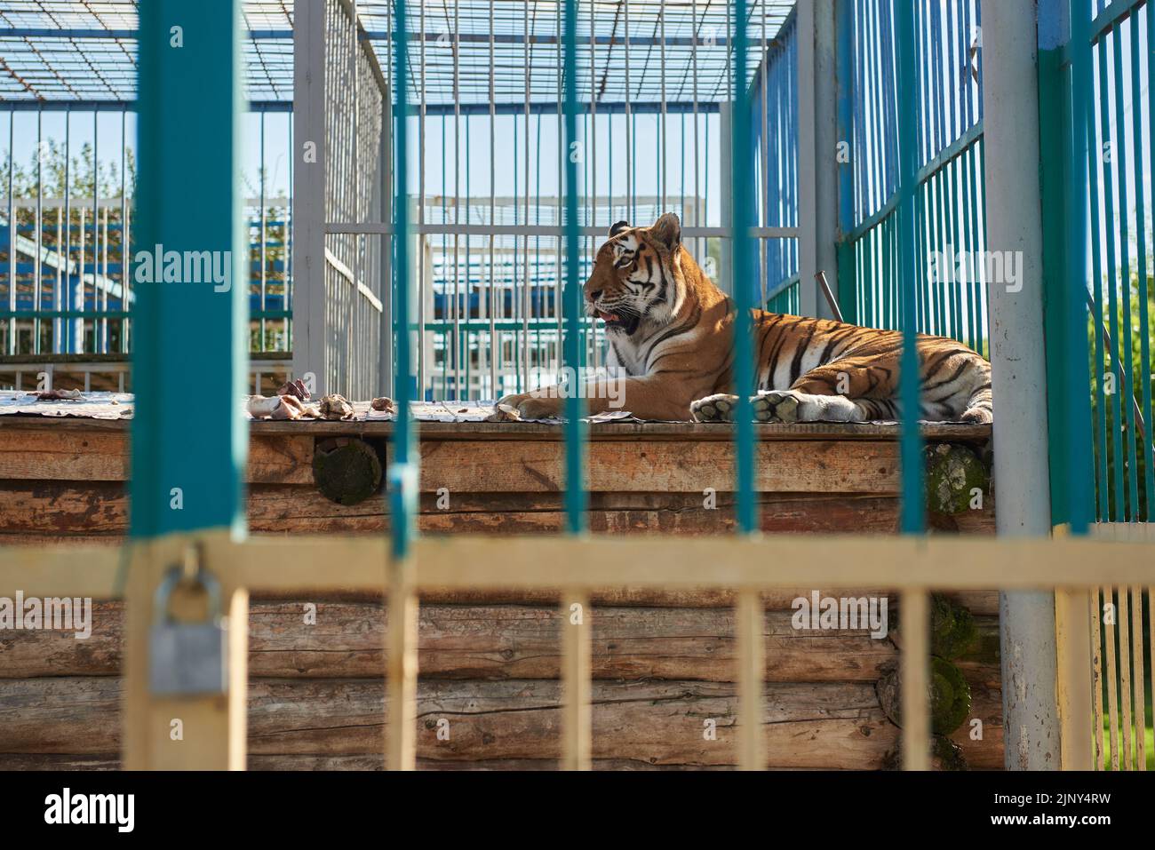 Tigre grande en una jaula en el zoológico Foto de stock