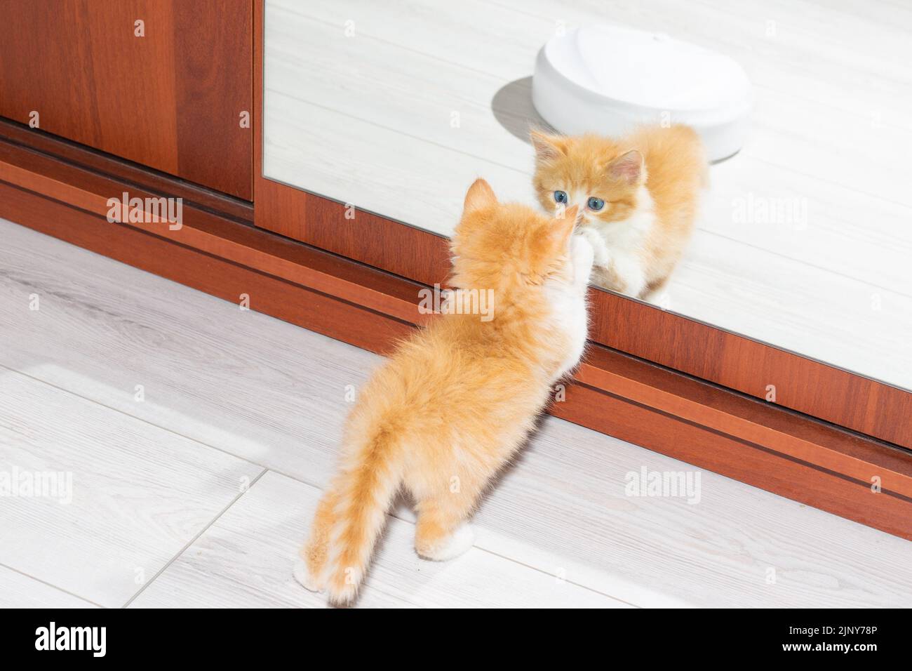 Mascotas y tareas domésticas, tecnología inteligente. Robot aspirador y  tabby gris pequeño juego gatito escocés recto en casa. Vacío robótico y  cabrito Cat Fotografía de stock - Alamy