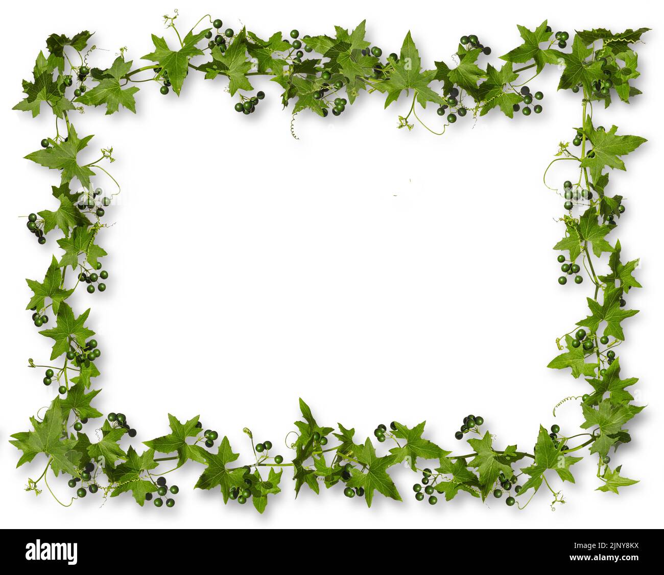 Hiedra con bayas verdes aisladas sobre fondo blanco con sombras, marco rectangular. Foto de stock