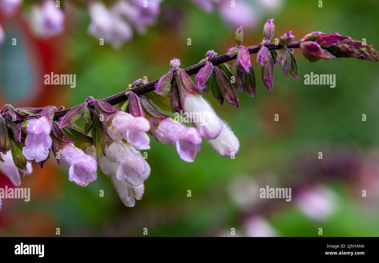 Flor de salvia (Salvia lavandulifolia). Salvia de lavanda. Enfoque selectivo Foto de stock