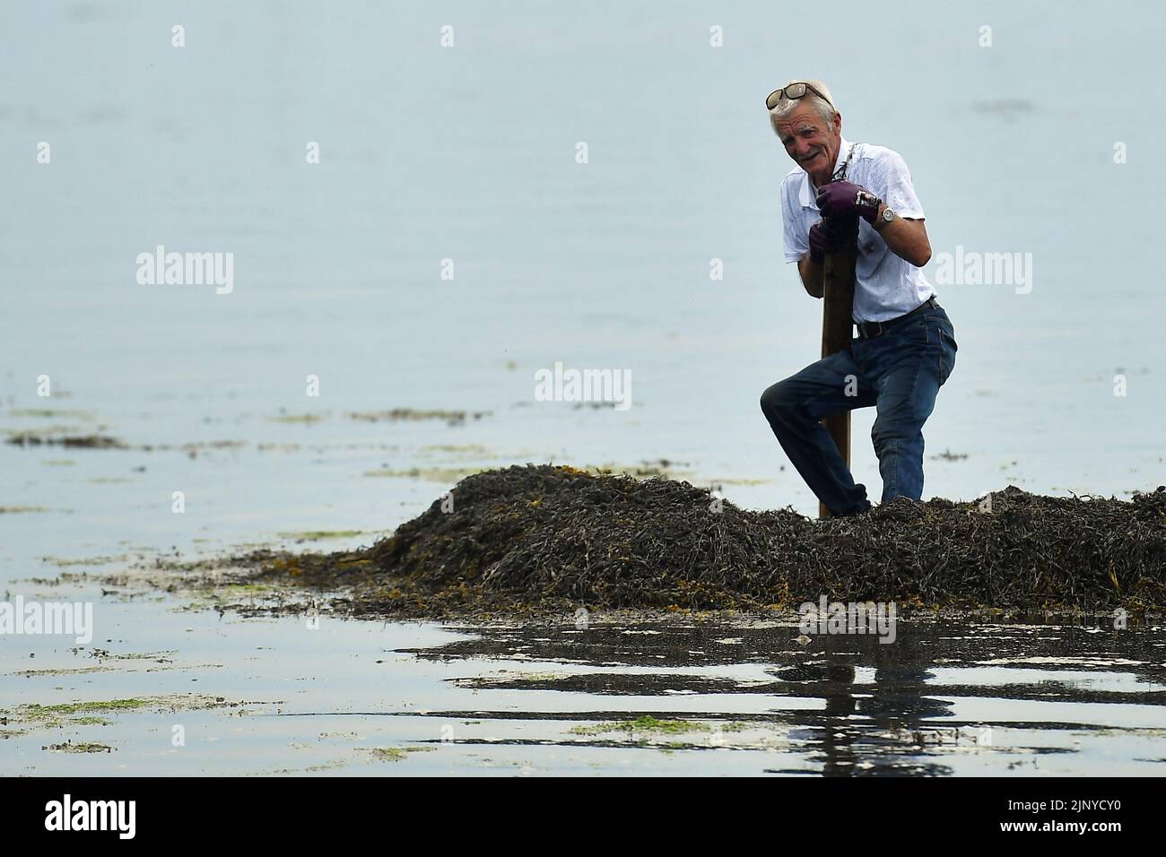 Un competidor empuja un haz de algas de tres toneladas conocido como 'Climin', ya que compiten en la carrera de algas en la regata Cruinniu na mBad (Reunión de los barcos) en Kinvara, Irlanda, 14 de agosto de 2022. REUTERS/Clodagh Kilcoyne Foto de stock